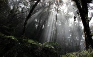 suoni della foresta pluviale