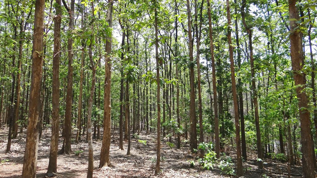 Herkomst bos Indonesië