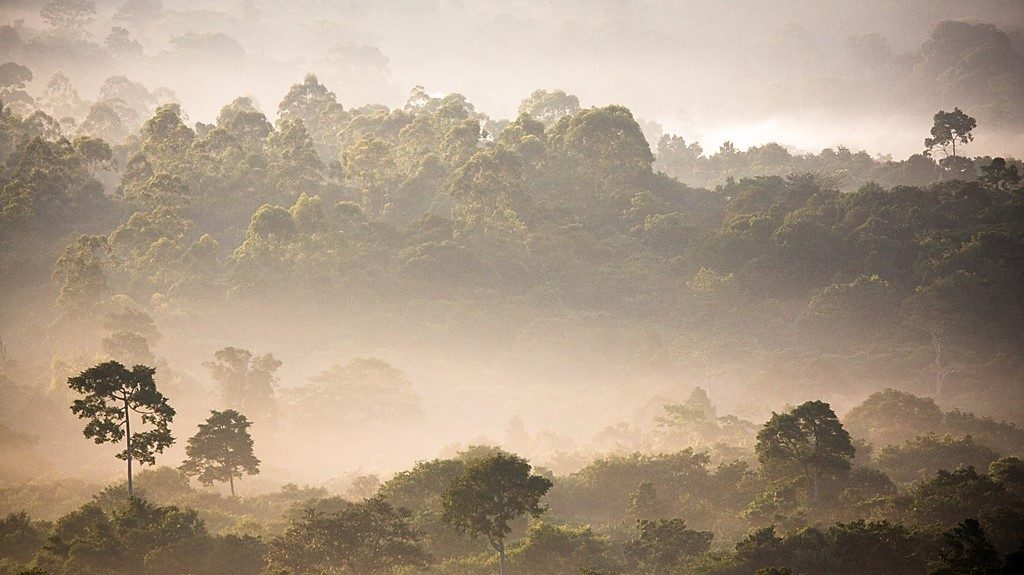 Rainforest Bolivia